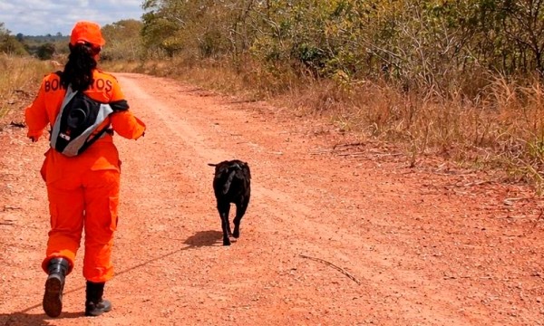 Homem morre após ser atacado por abelhas em rodovia de Riachuelo