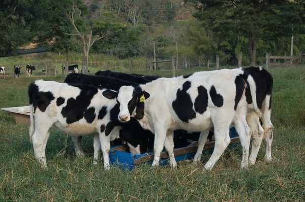 Produtores de leite de Sergipe unem forças em audiência pública