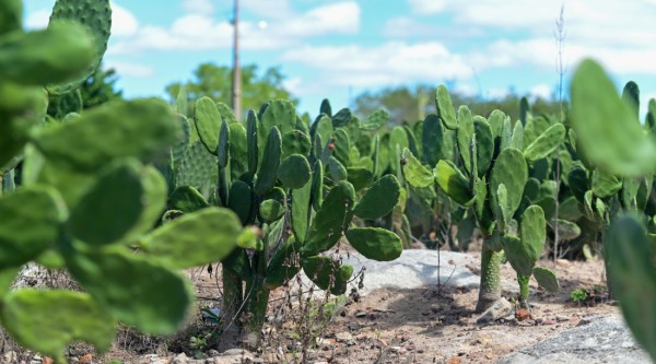 Produtores recebem sementes de palma forrageira para fortalecer pecuária no semiárido